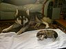Pups 25.jpg